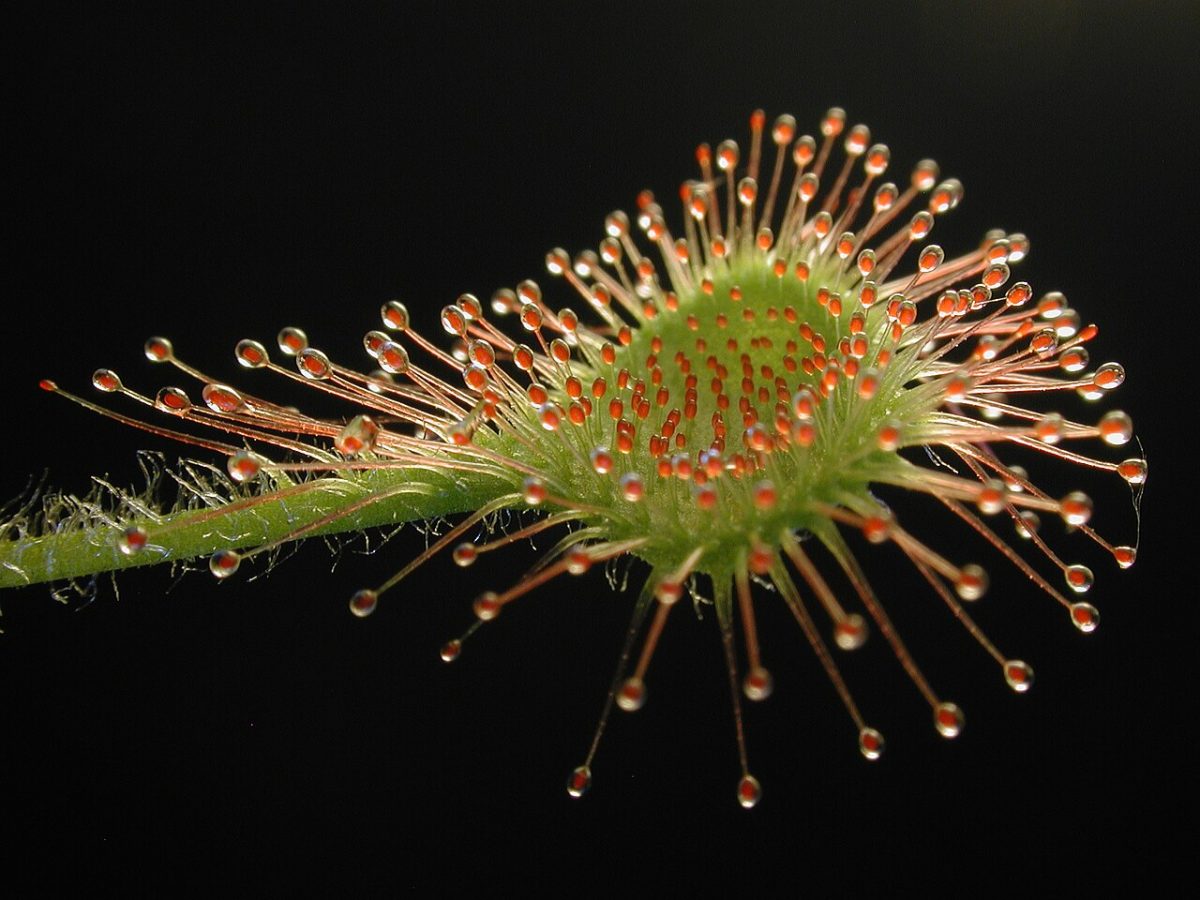 Rossolis à feuilles rondes (droséra) — Drosera rotundifolia
