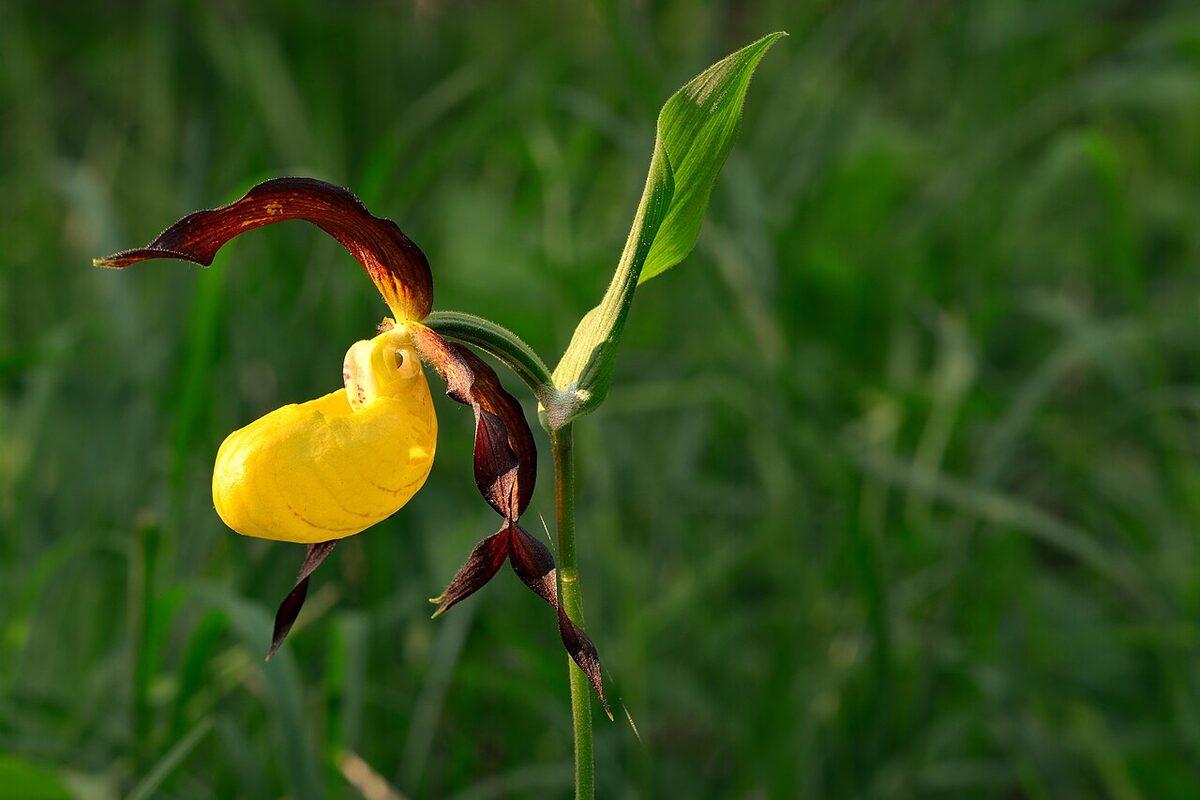 Sabot de Vénus — Cypripedium calceolus