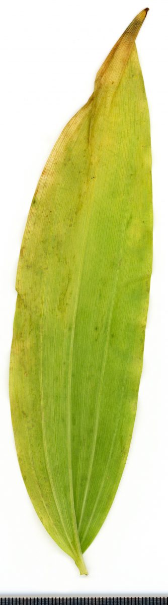 Sceau-de-Salomon multiflore — Polygonatum multiflorum