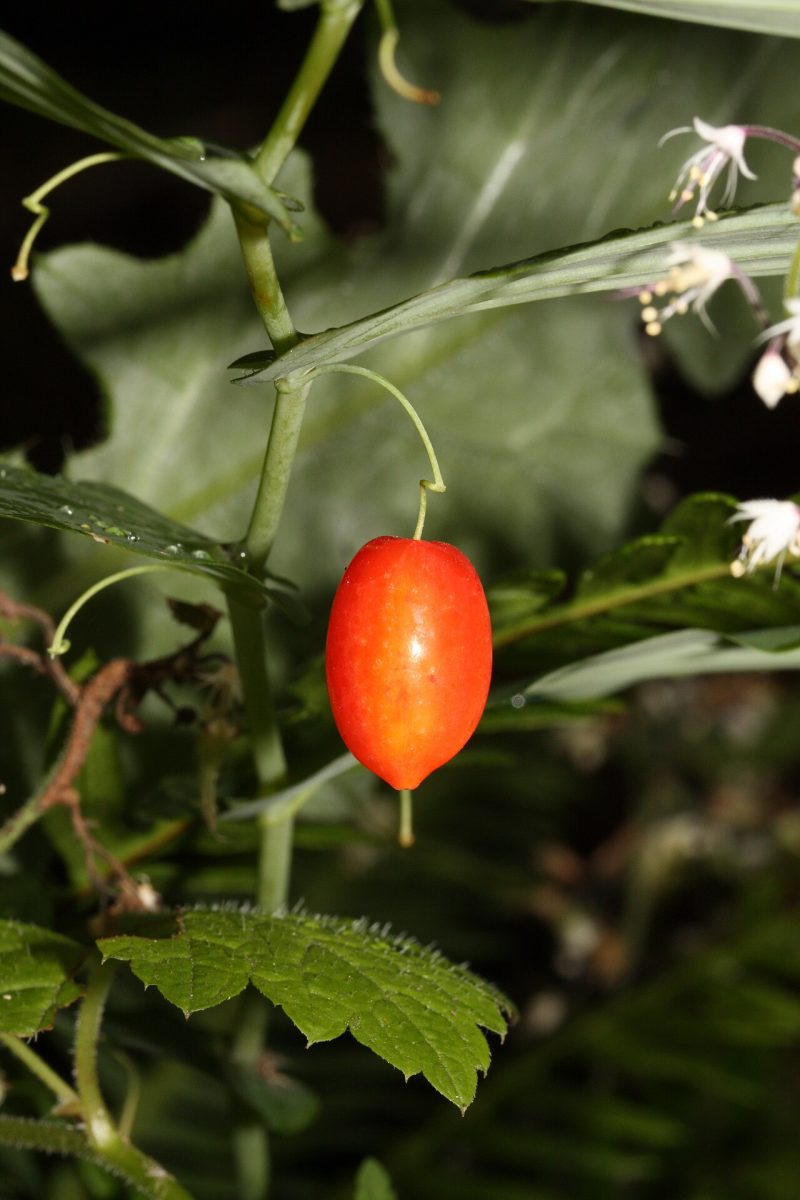 Streptope à feuilles embrassantes — Streptopus amplexifolius