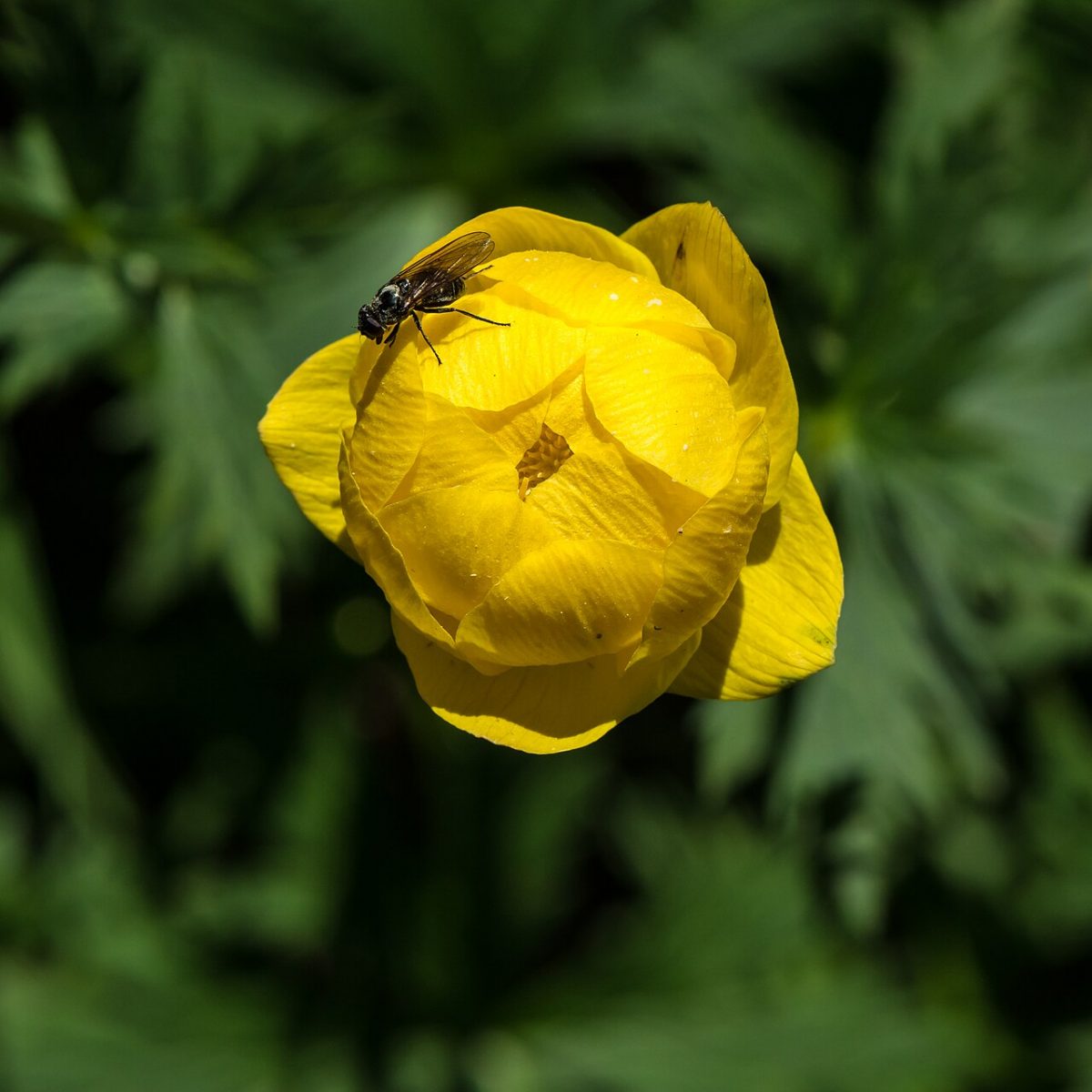Trolle d'Europe (boule-d'or) — Trollius europaeus