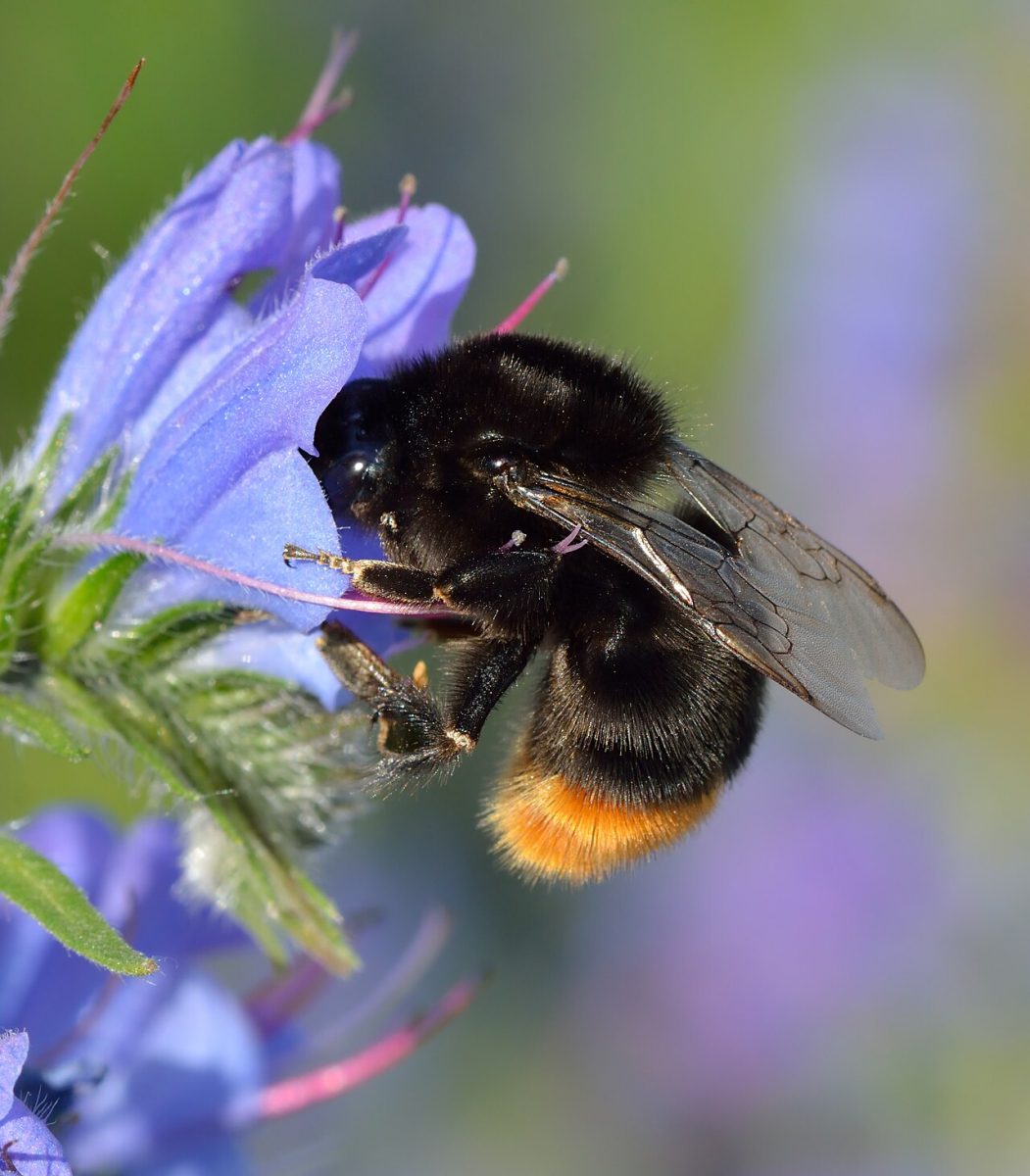 Vipérine commune — Echium vulgare
