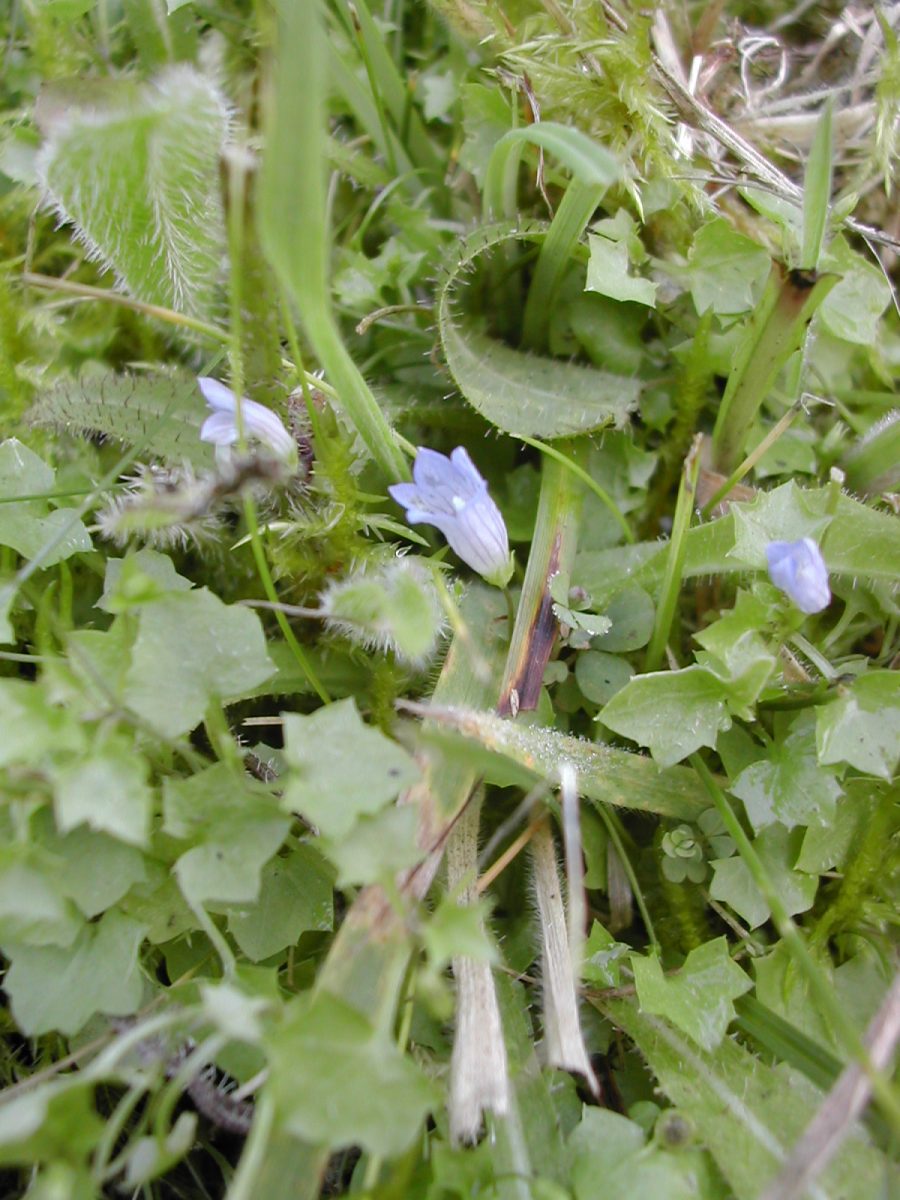 Wahlenbergie (campanille à feuilles de lierre) — Wahlenbergia hederacea