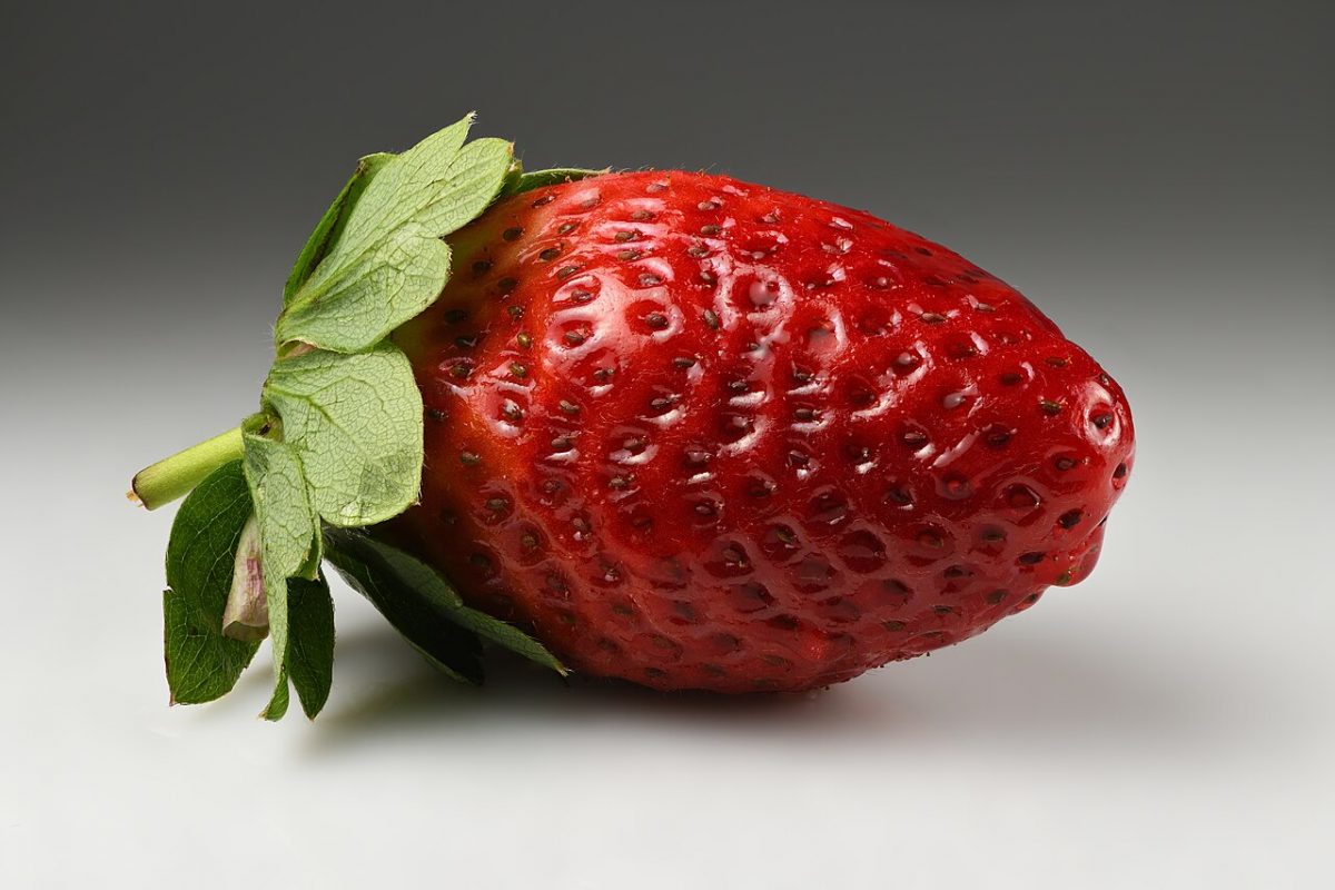 Fraisier