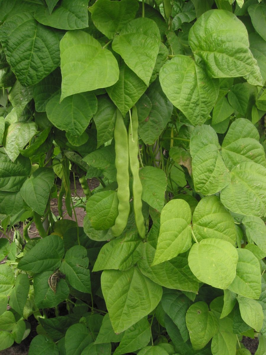 Haricot vert