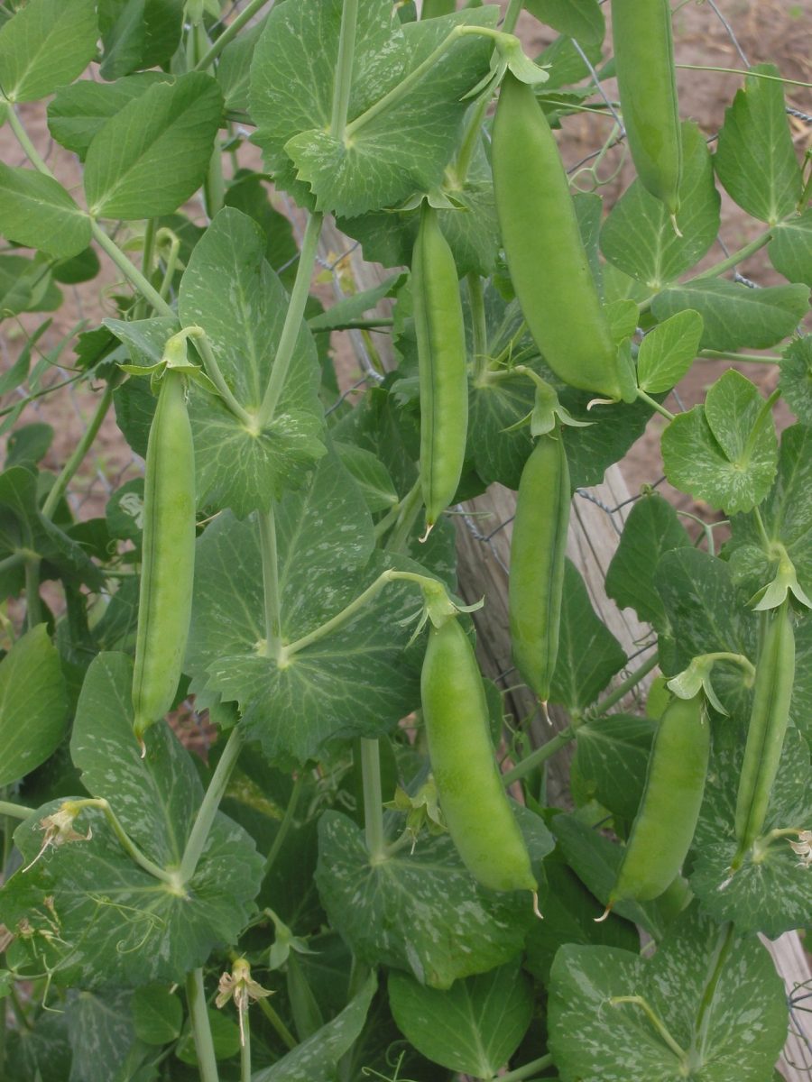 Petit pois