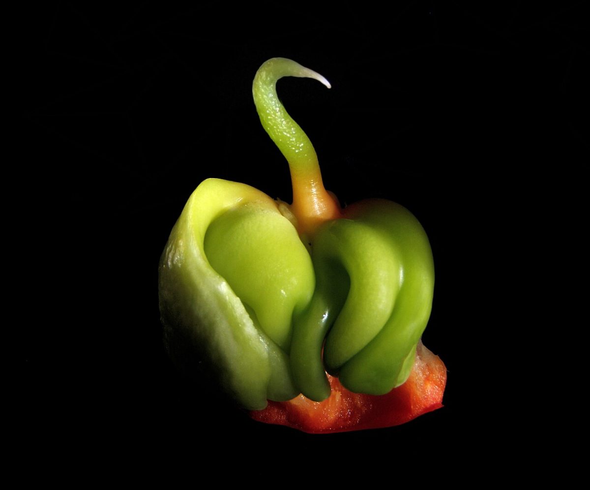 Poivron et piment