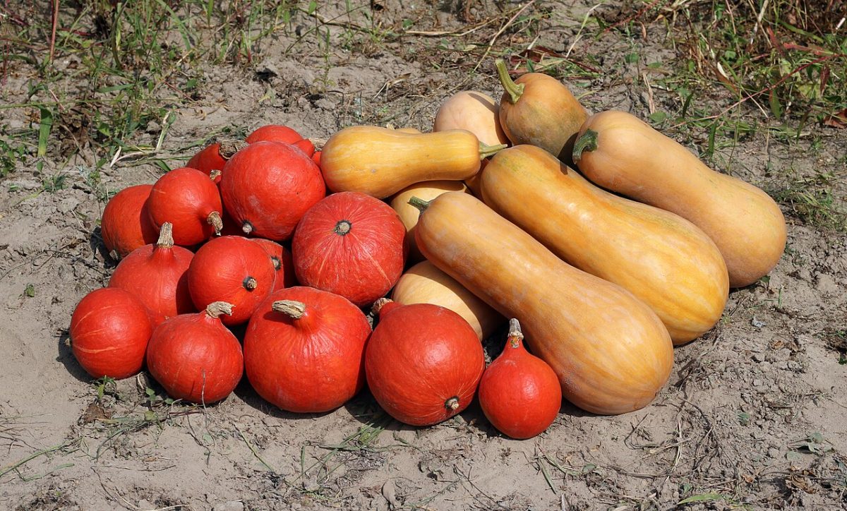 Potiron et courges