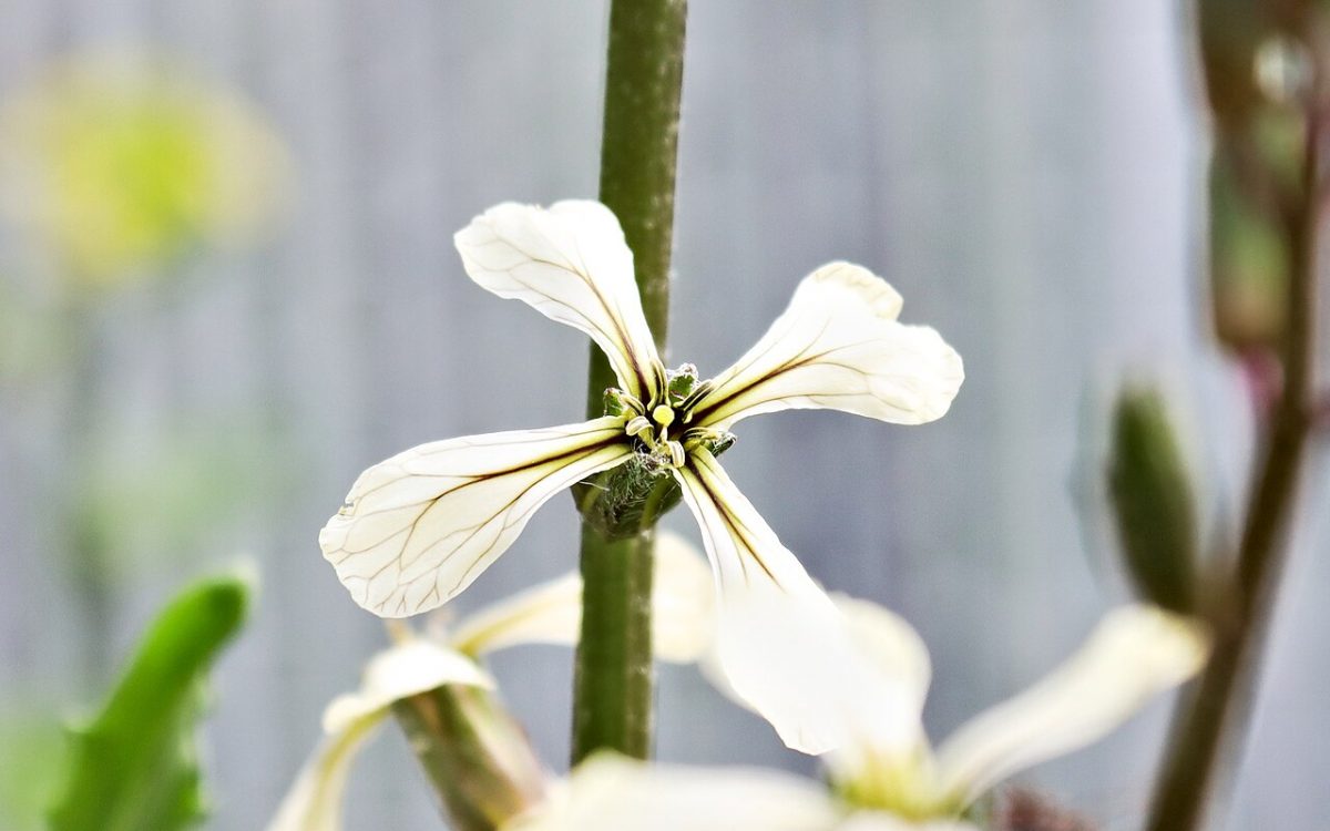 Roquette