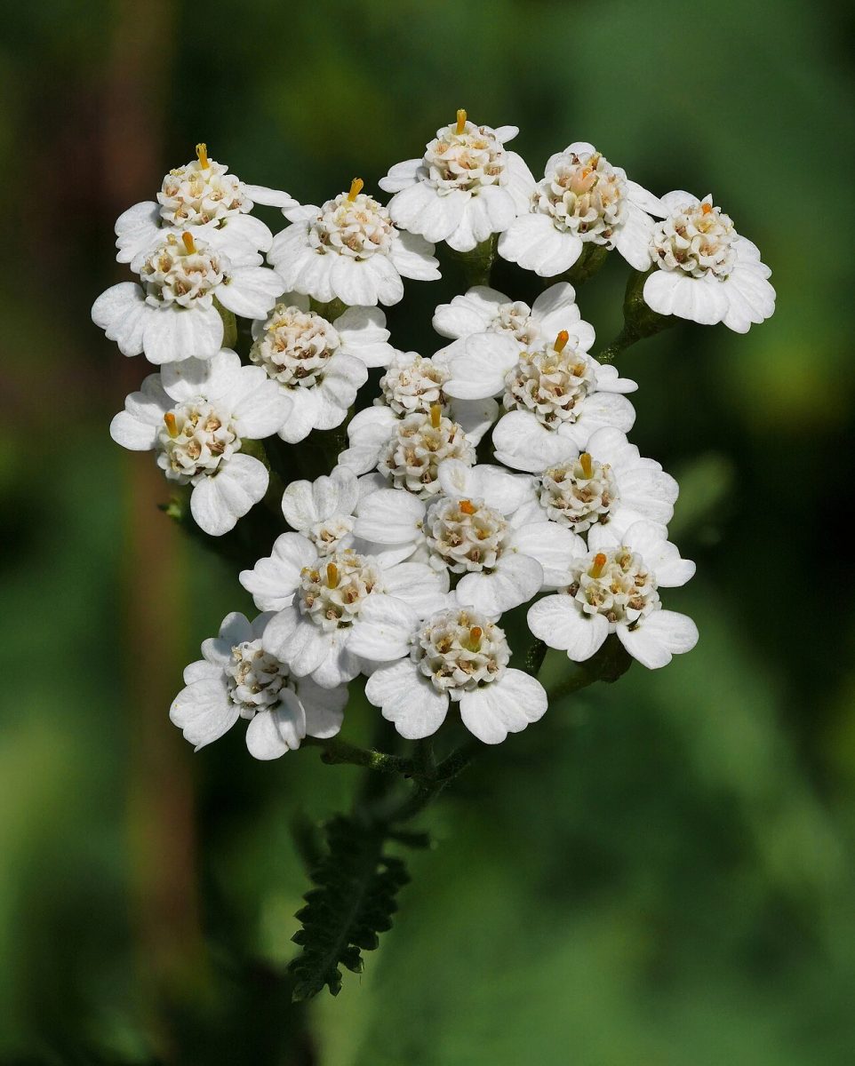 Achillée millefeuille — Achillea millefolium