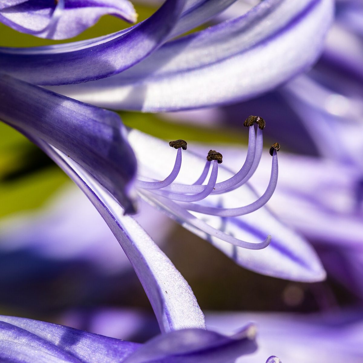 Agapanthe — Agapanthus