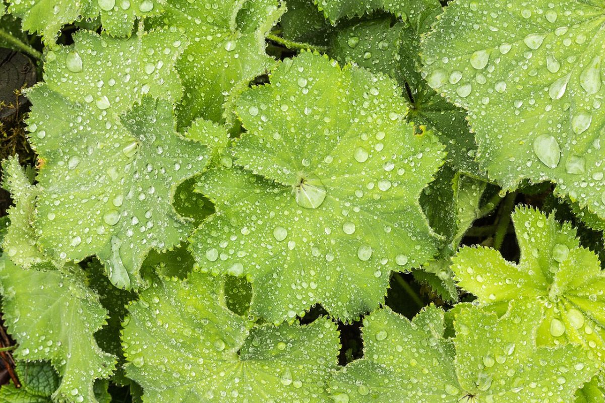 Alchémille — Alchemilla mollis
