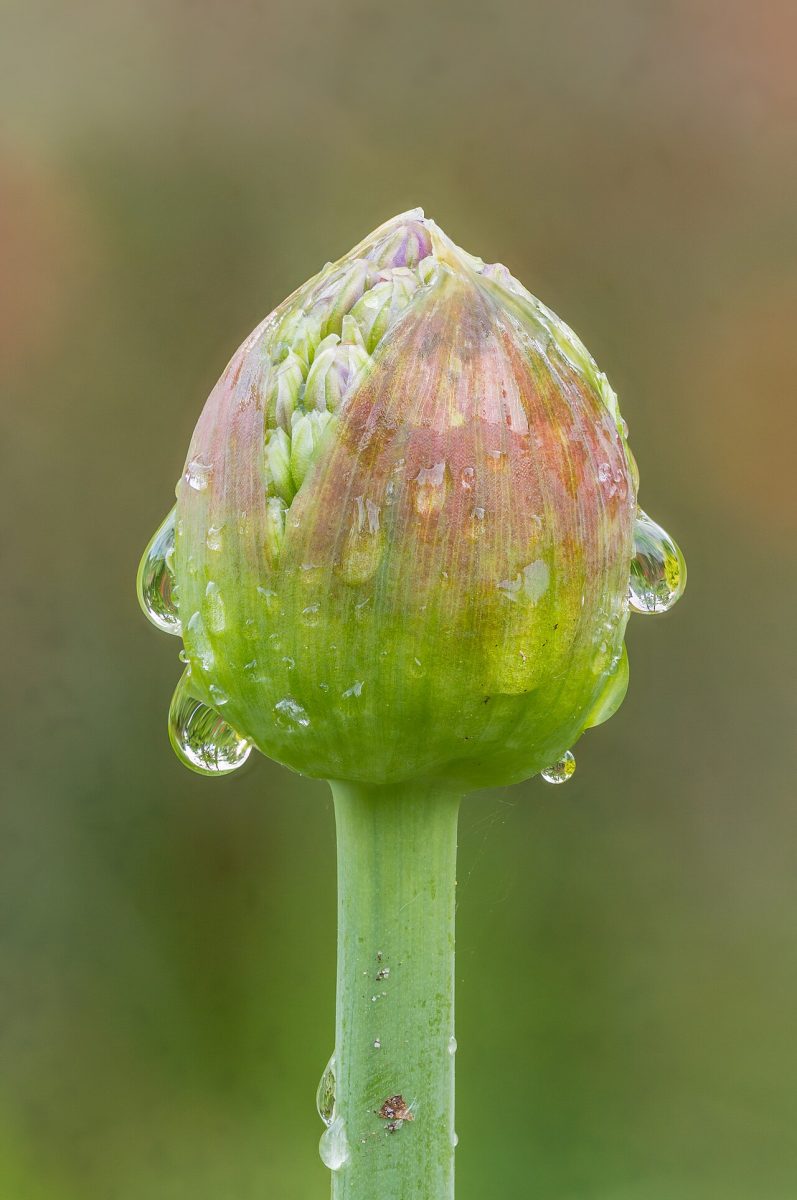 Ail d'ornement — Allium