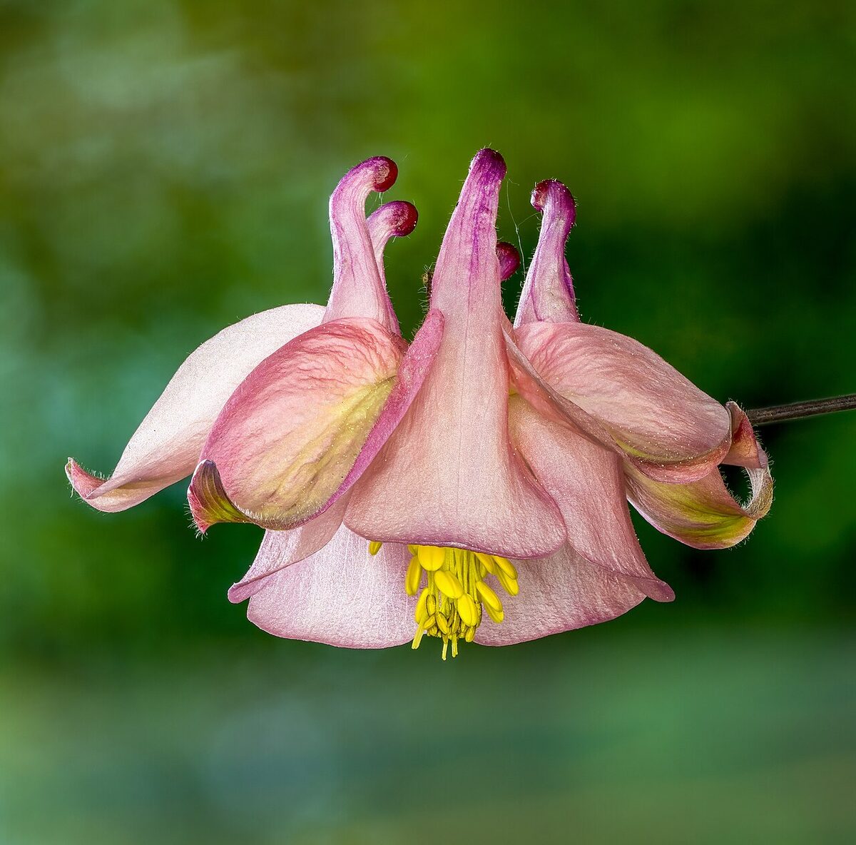 Ancolie — Aquilegia vulgaris