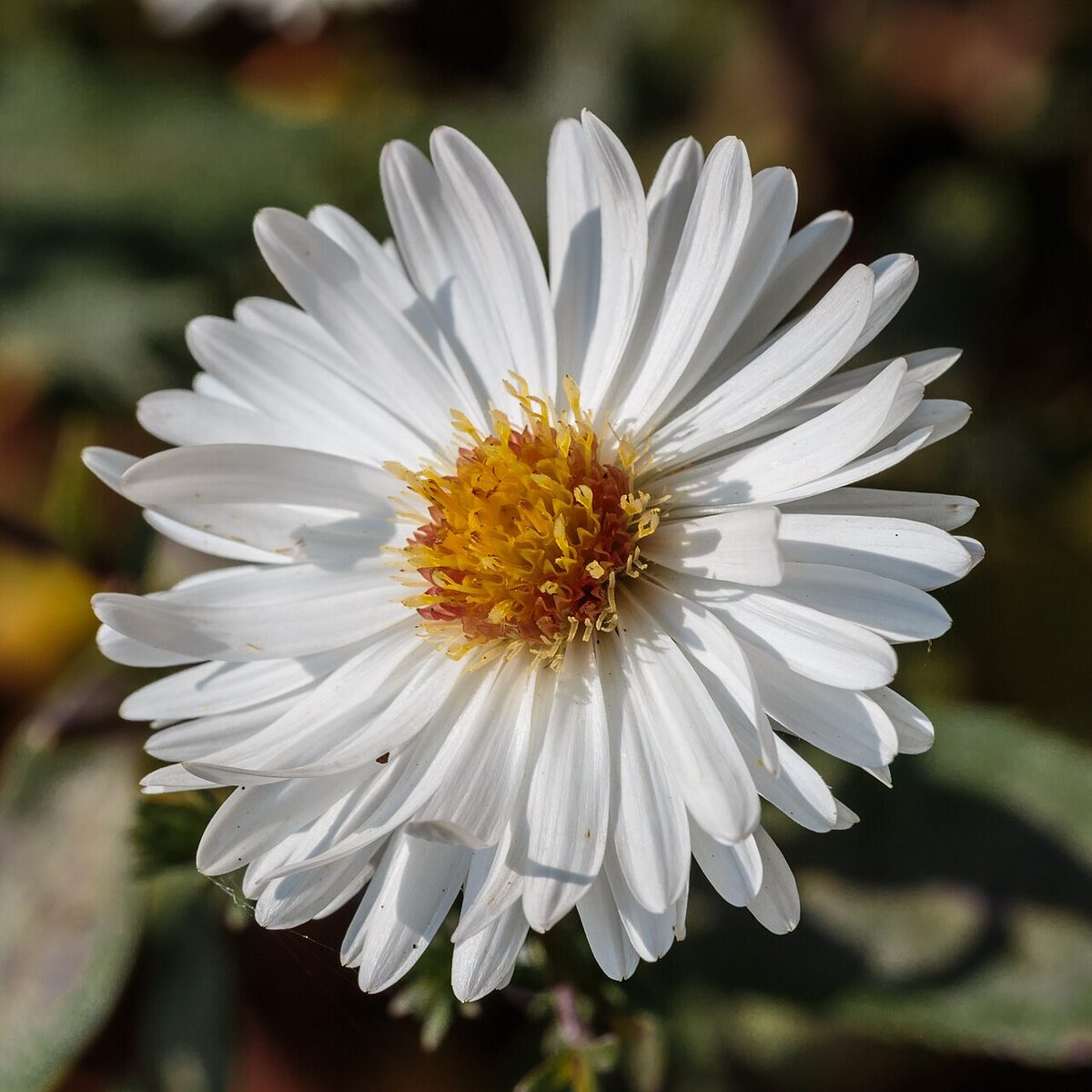 Aster d'automne — Symphyotrichum novi-belgii