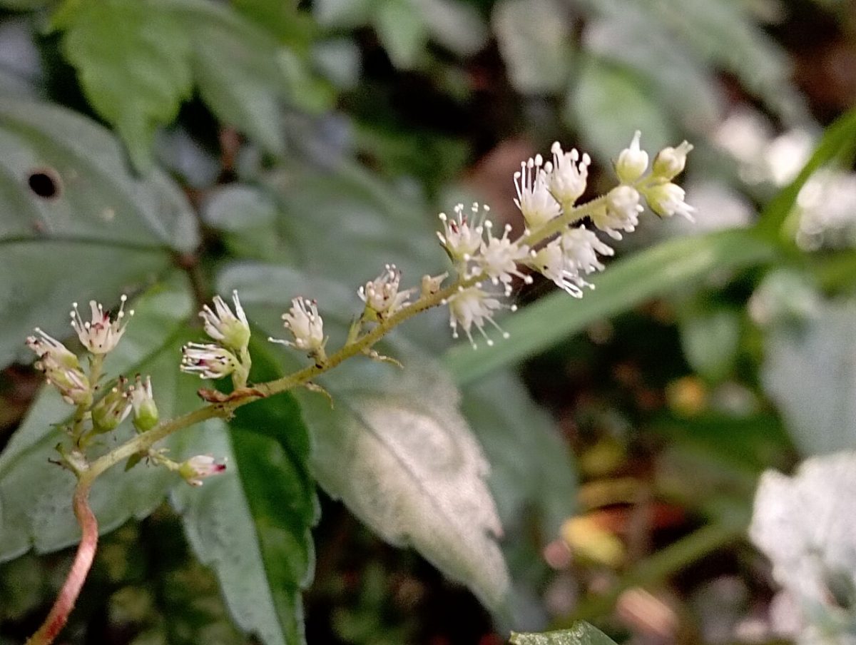 Astilbe — Astilbe