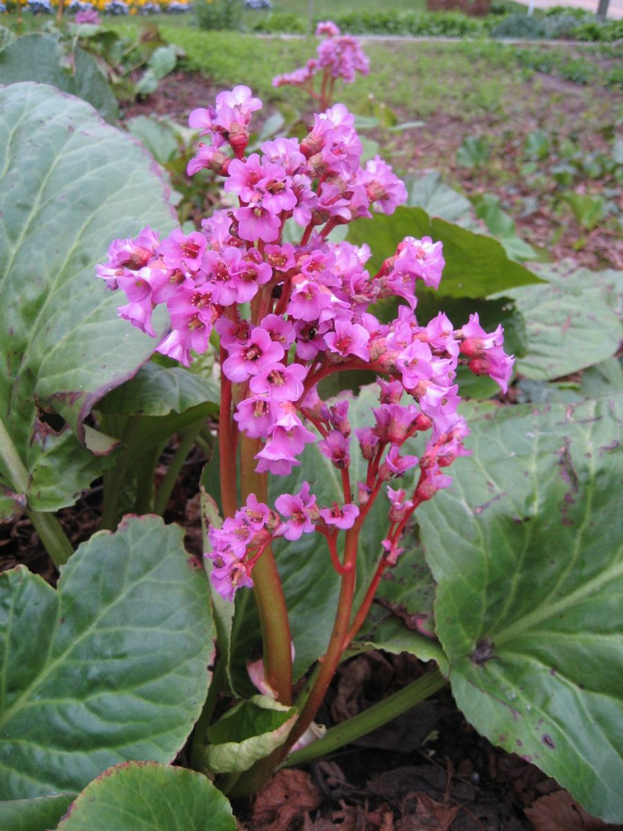 Bergénia — Bergenia