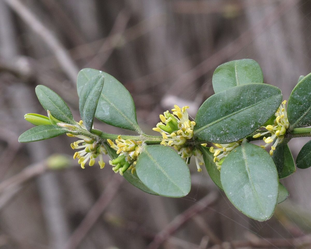 Buis commun — Buxus sempervirens