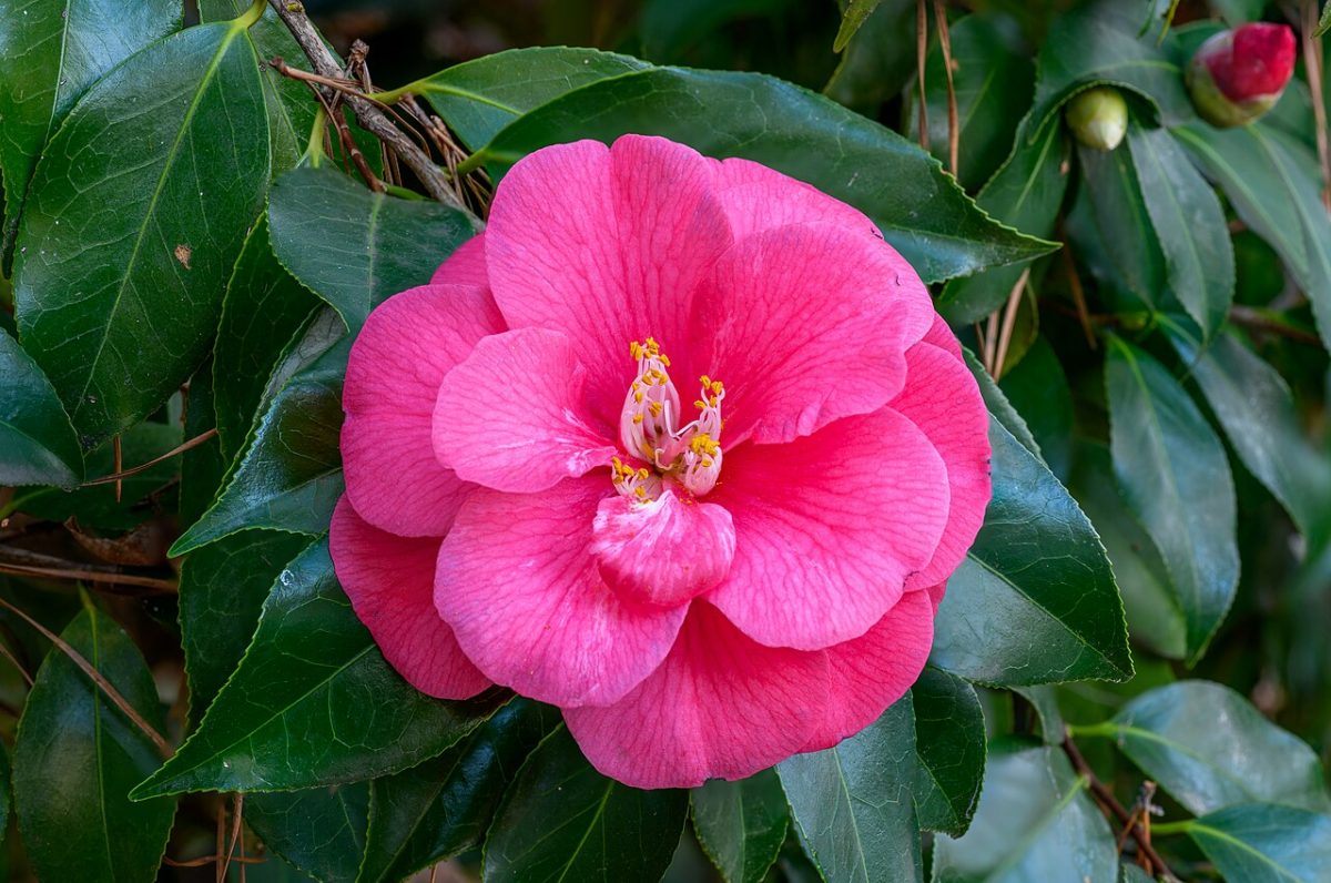 Camélia du Japon — Camellia japonica