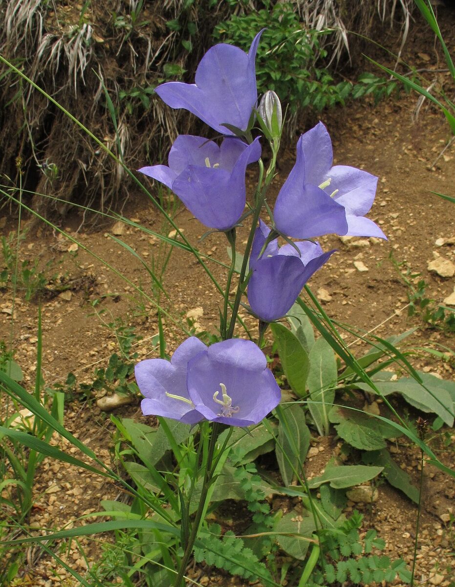 Campanule — Campanula