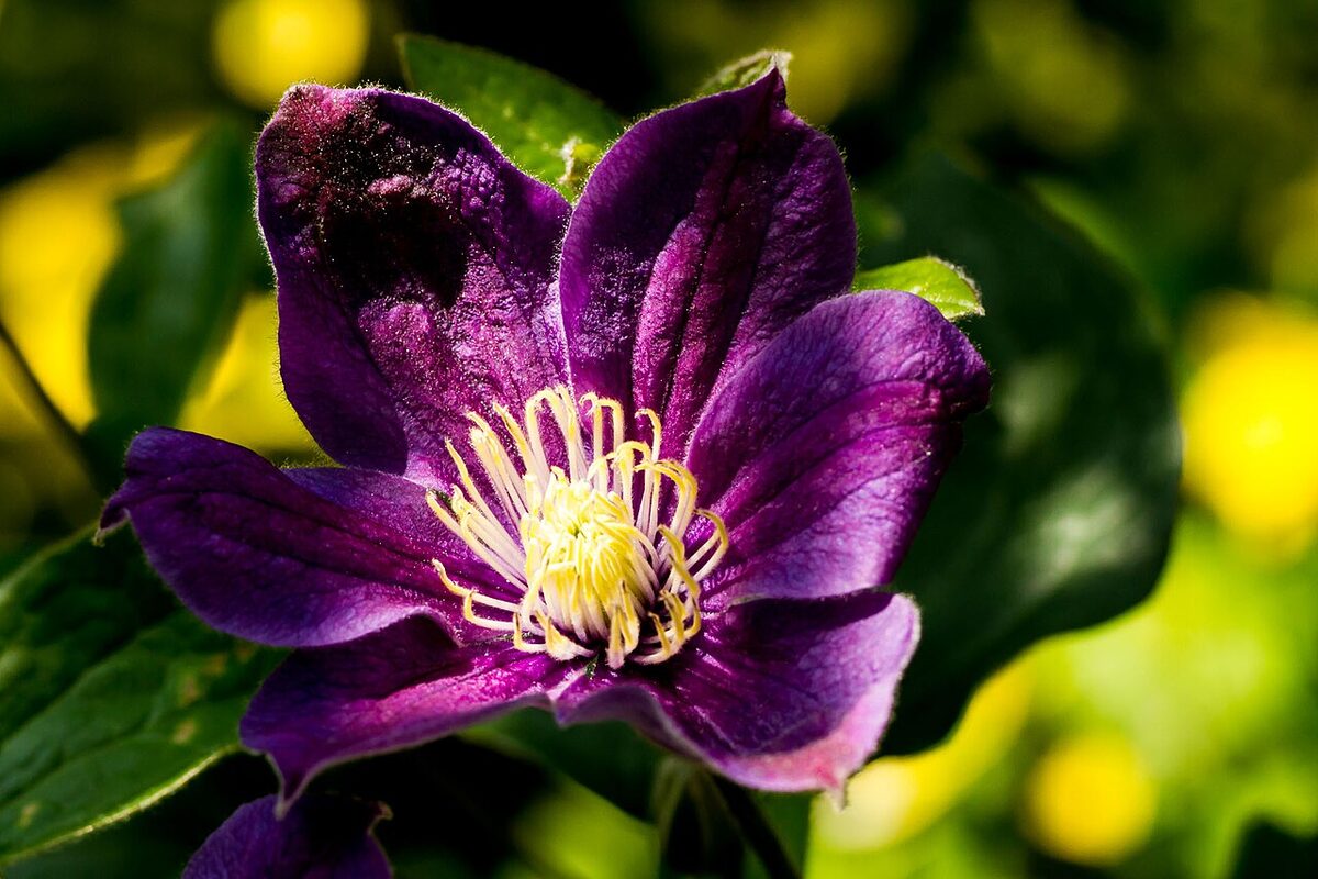Clématite — Clematis