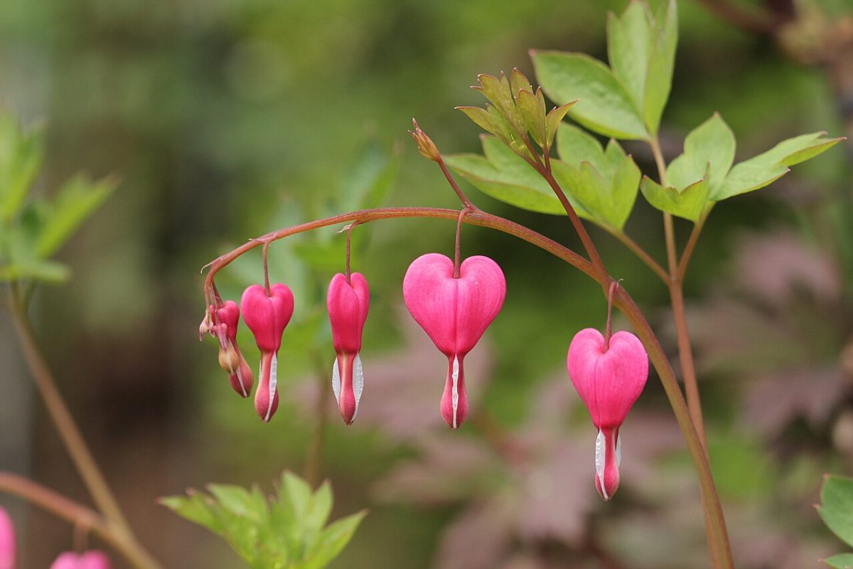 Cœur de Marie — Lamprocapnos spectabilis