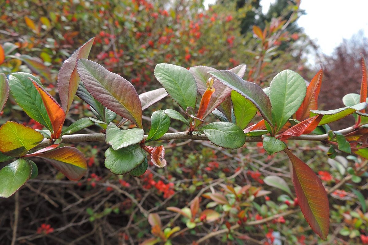 Cognassier du Japon — Chaenomeles speciosa