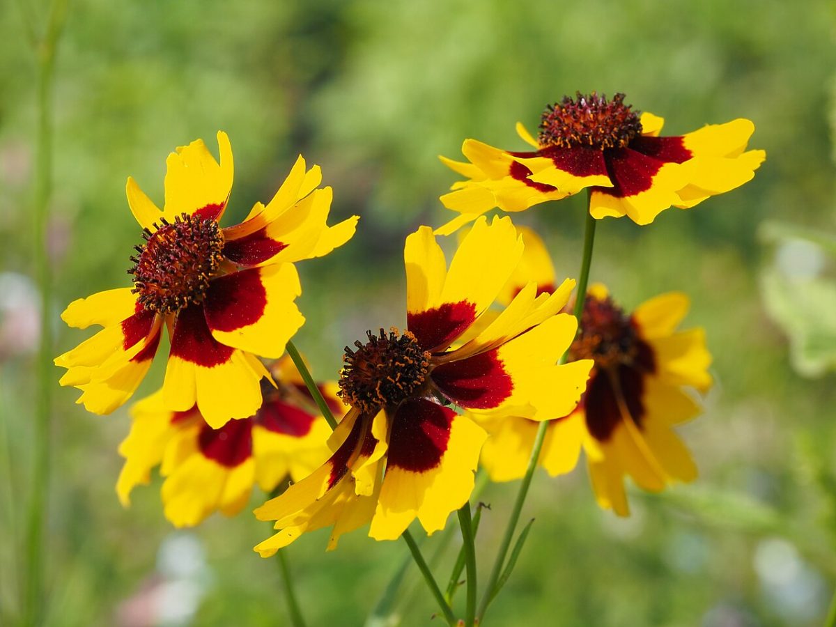 Coréopsis — Coreopsis