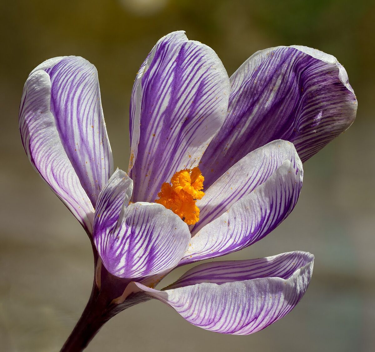 Crocus