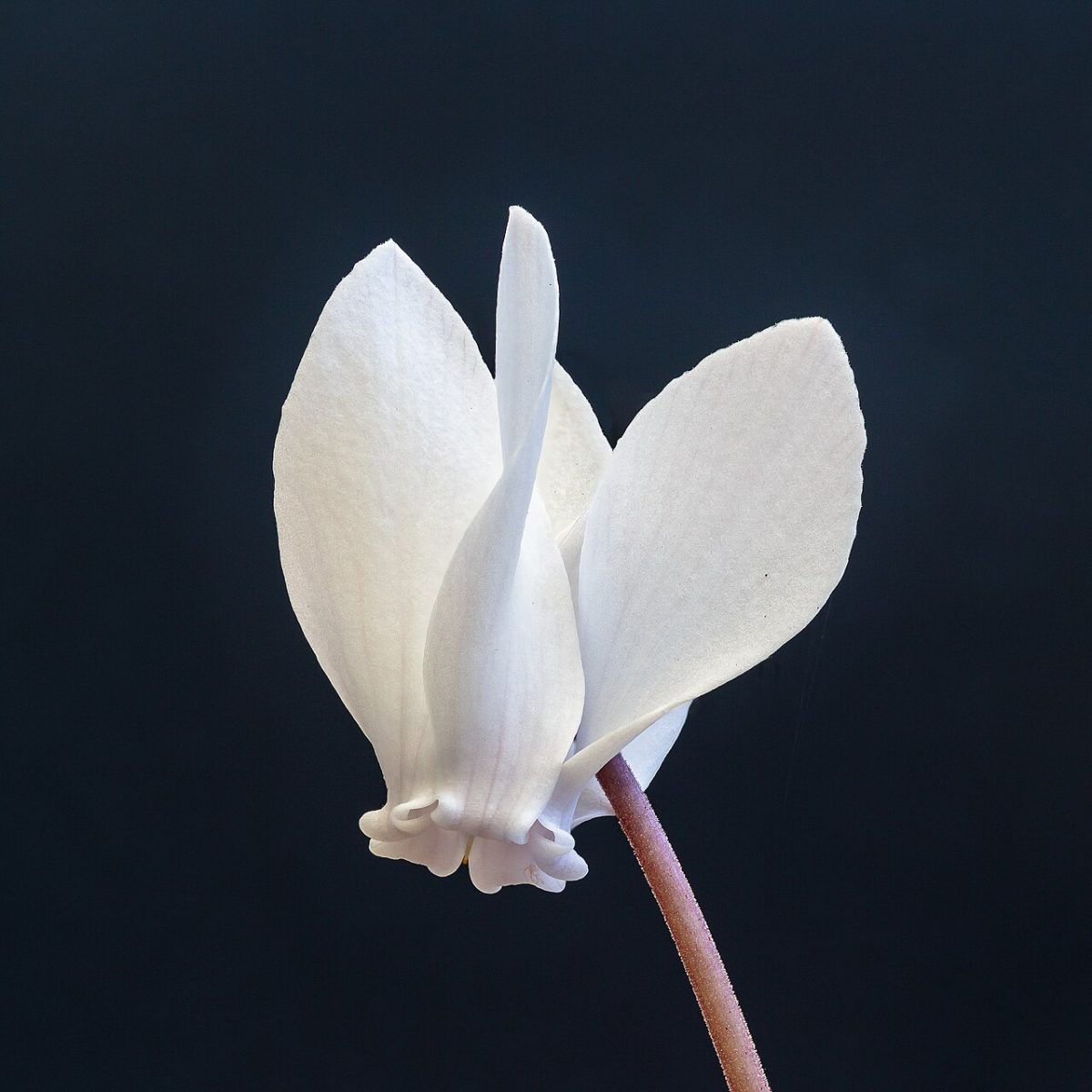 Cyclamen de Naples — Cyclamen hederifolium