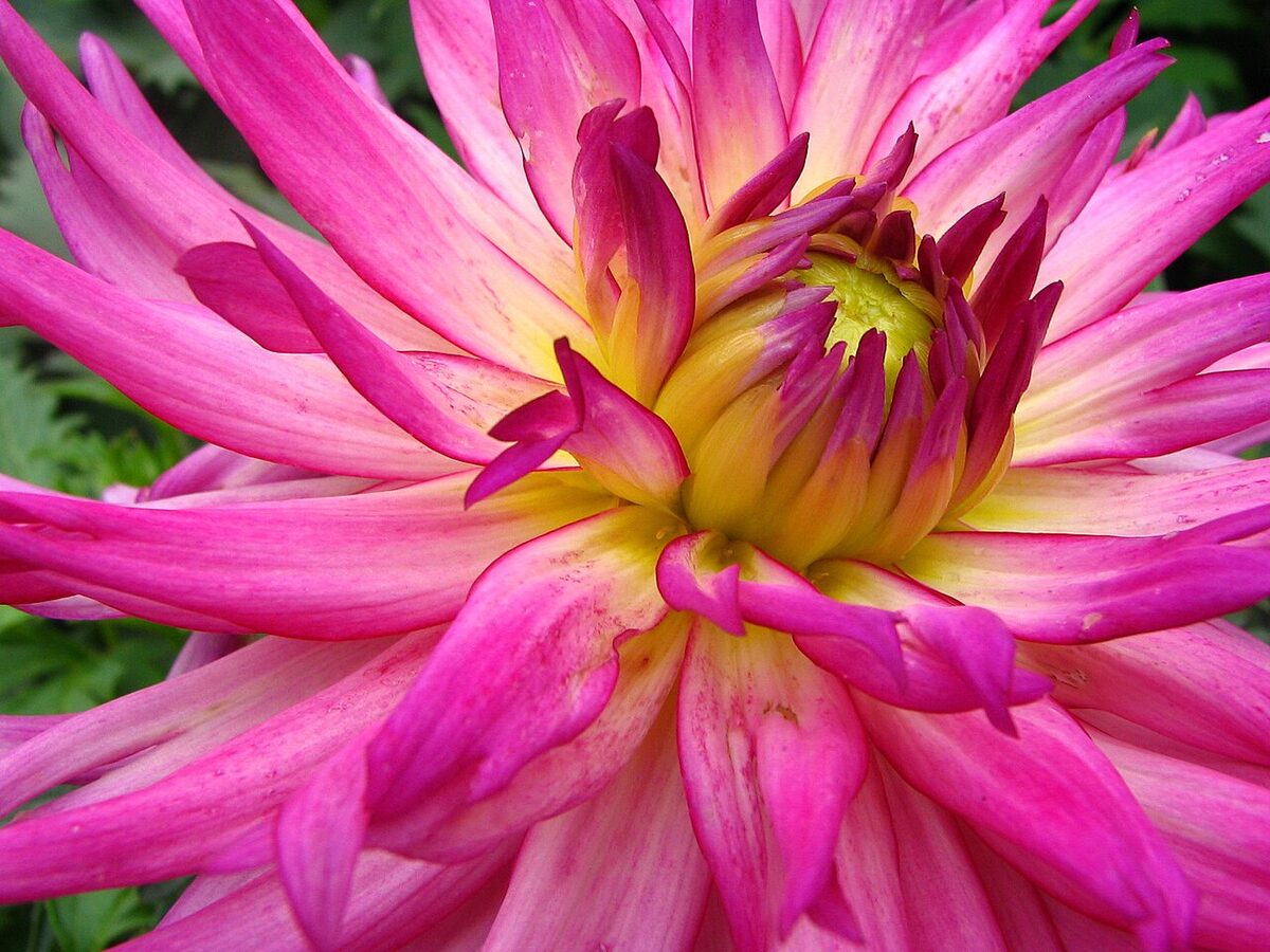 Dahlia — Dahlia