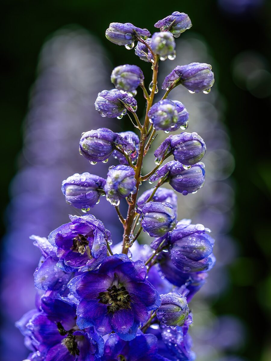 Delphinium (pied-d'alouette) — Delphinium elatum