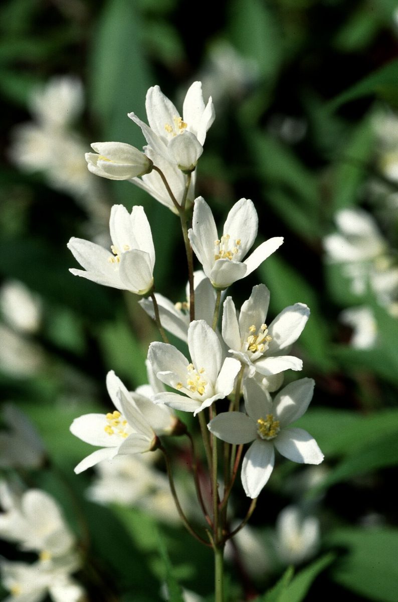 Deutzia — Deutzia