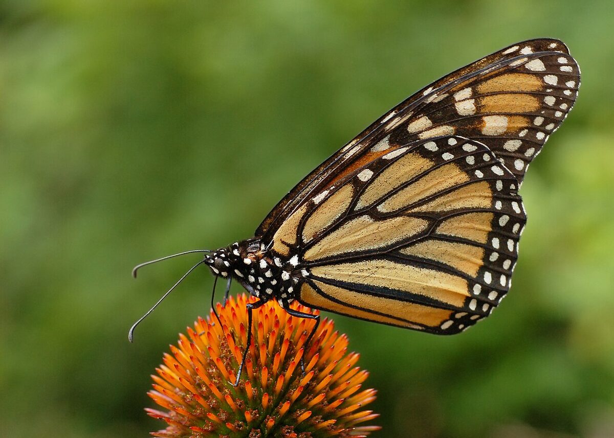 Échinacée — Echinacea purpurea