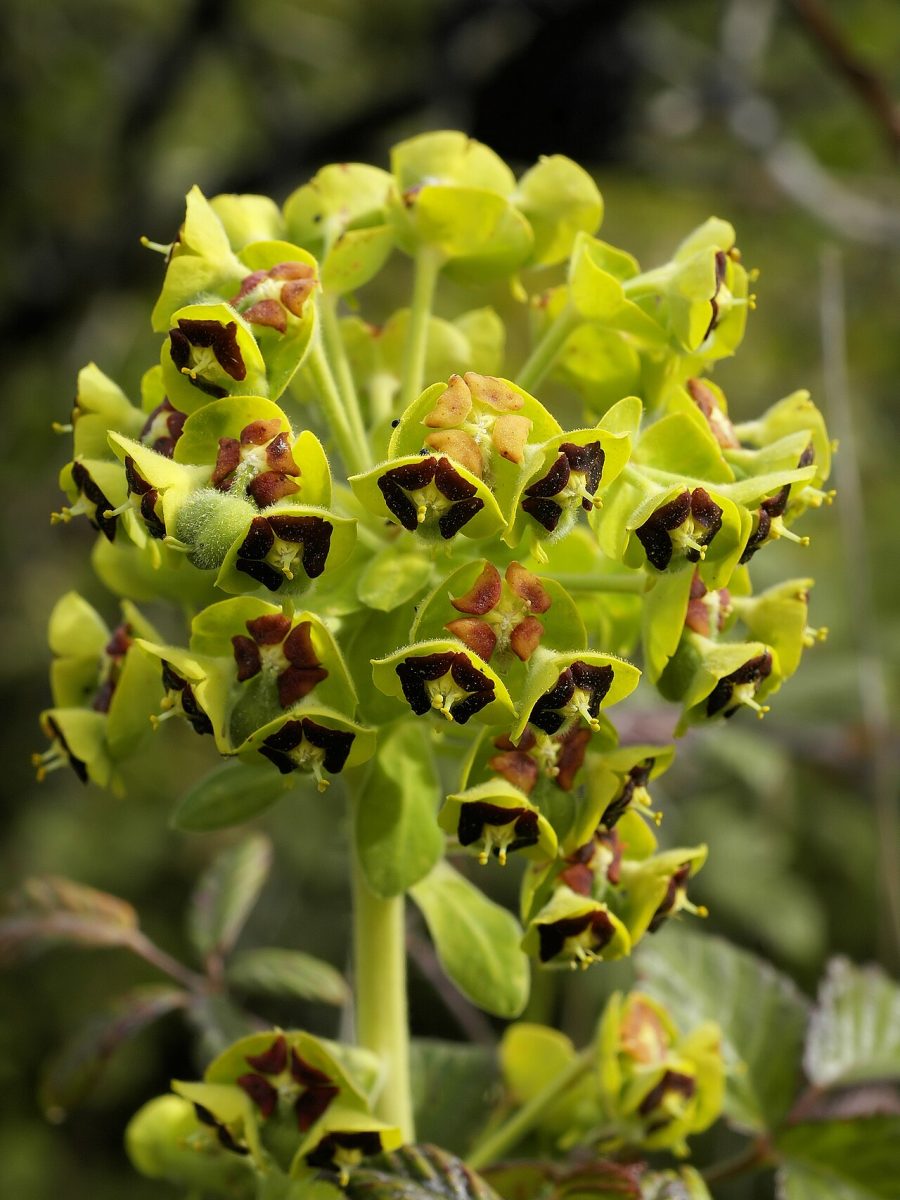 Euphorbe des jardins — Euphorbia characias