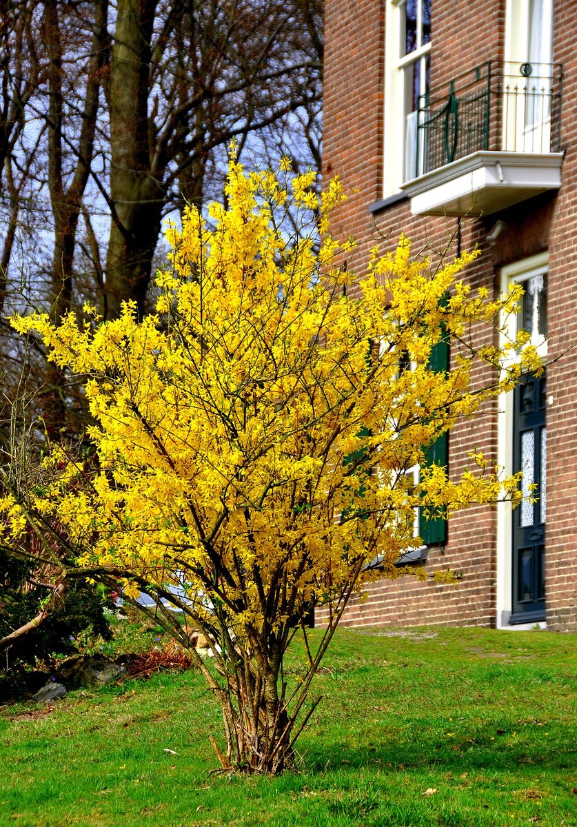 Forsythia — Forsythia × intermedia