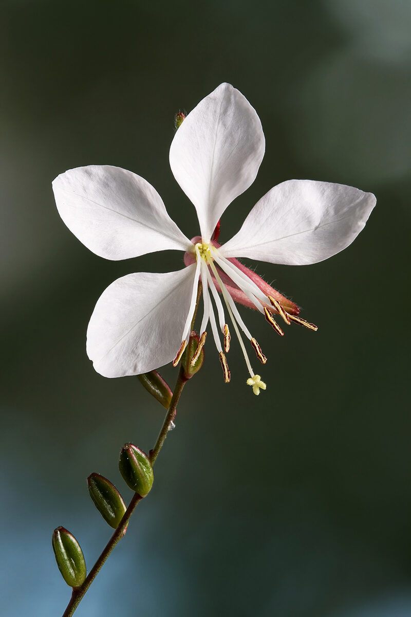 Gaura — Oenothera lindheimeri