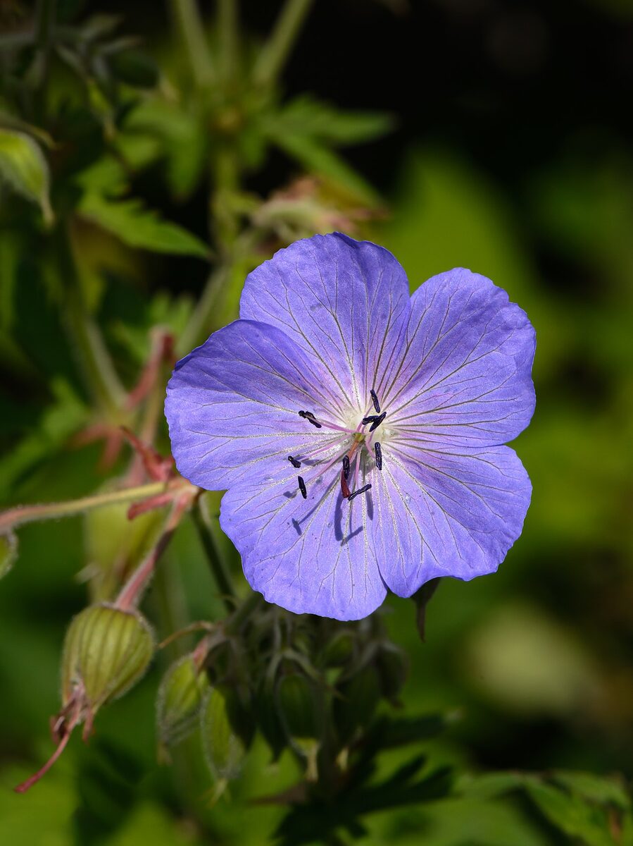 Géranium vivace — Geranium