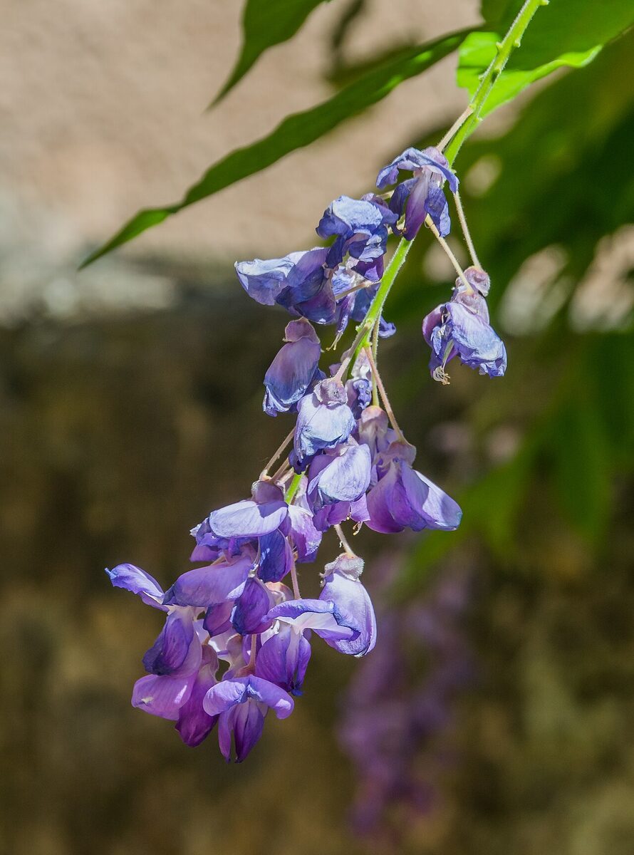 Glycine — Wisteria sinensis