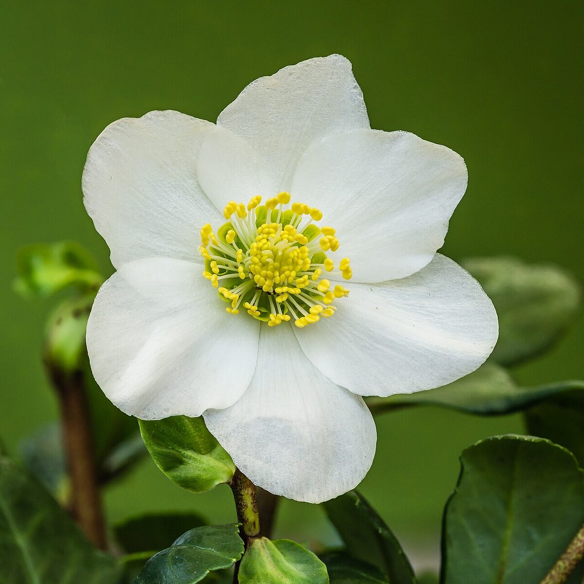 Hellébore (Rose de Noël) — Helleborus niger