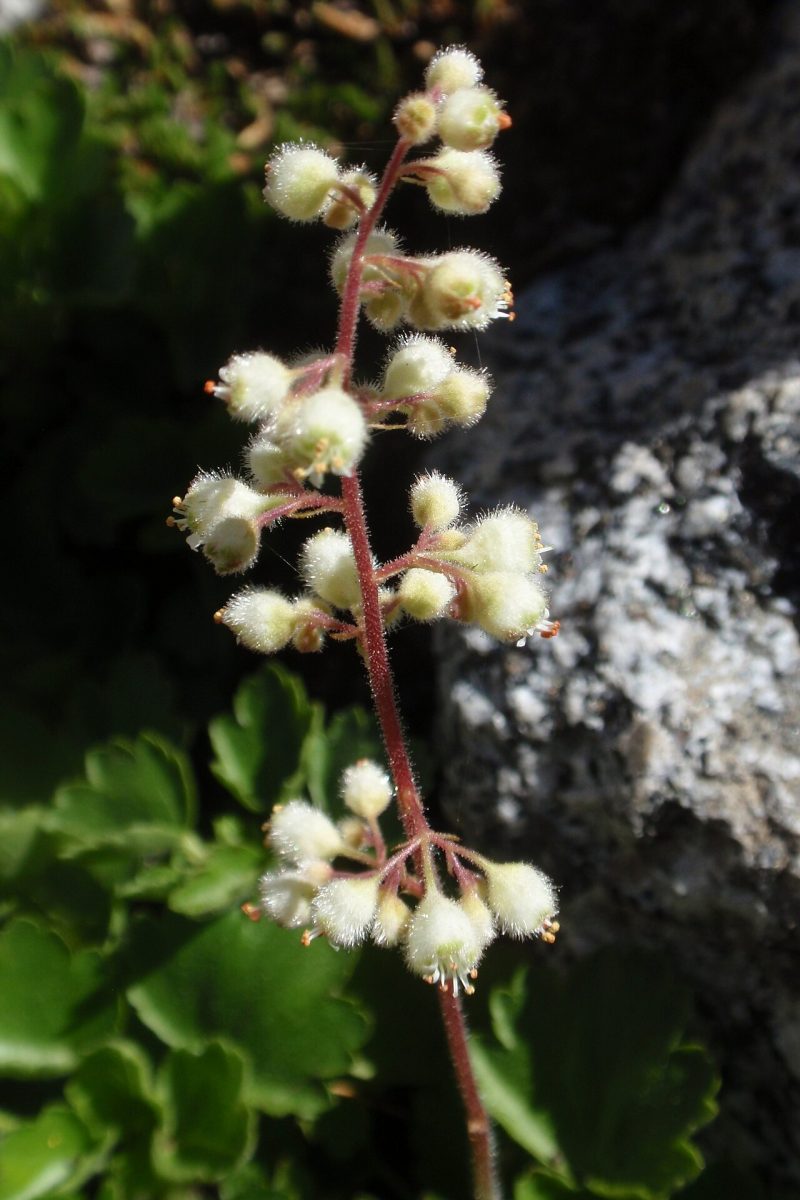 Heuchère — Heuchera