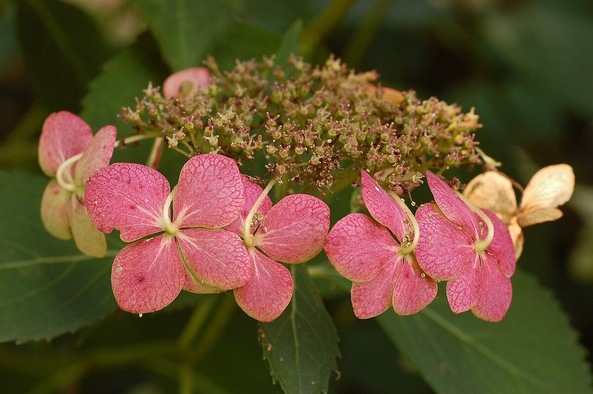 Hortensia — Hydrangea macrophylla