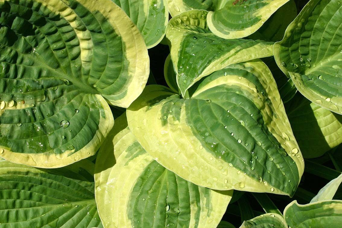 Hosta — Hosta