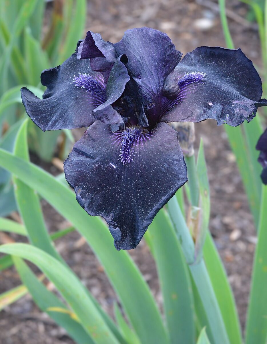 Iris des jardins — Iris germanica