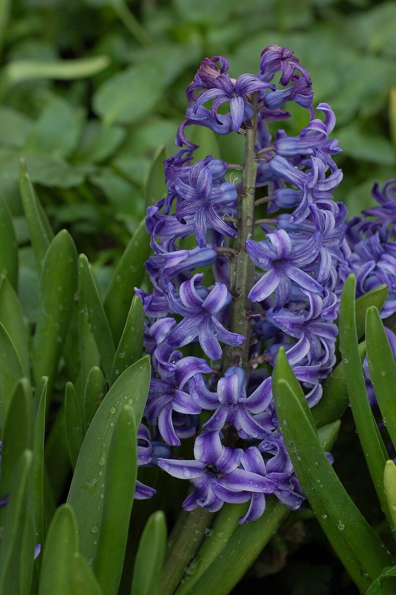 Jacinthe — Hyacinthus orientalis