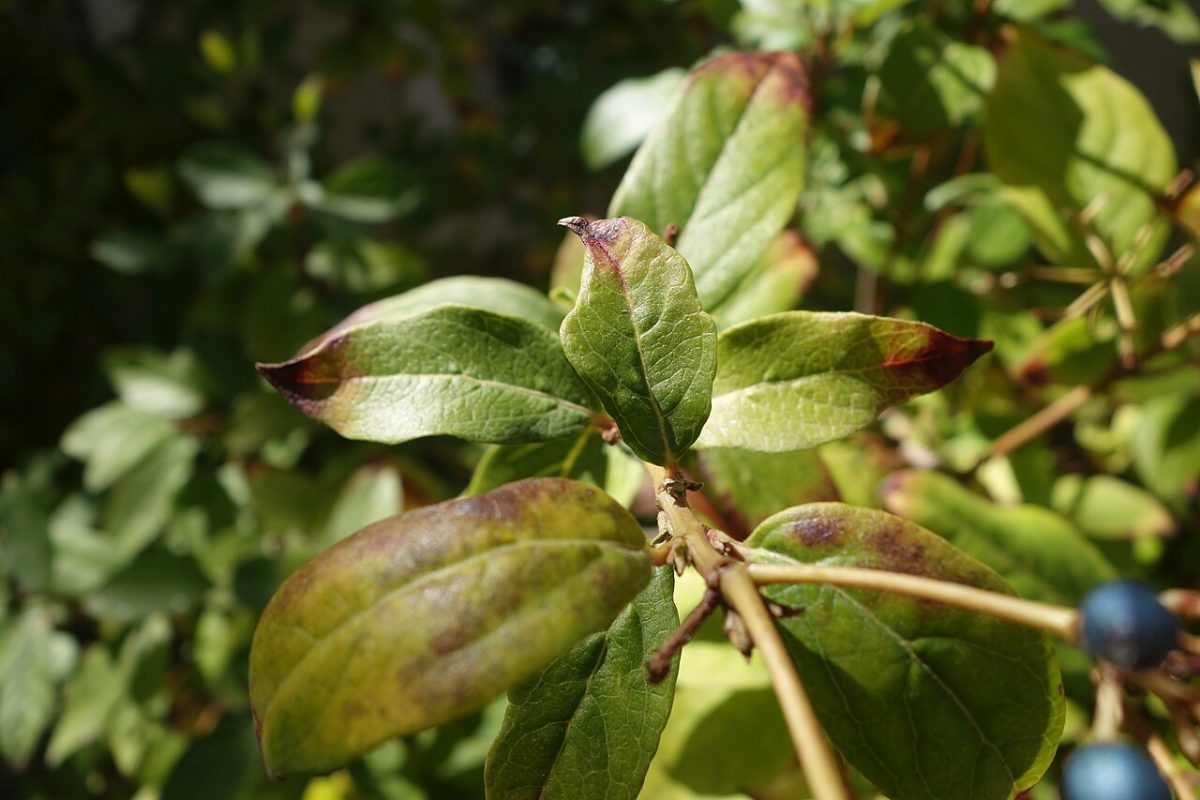 Laurier-tin — Viburnum tinus