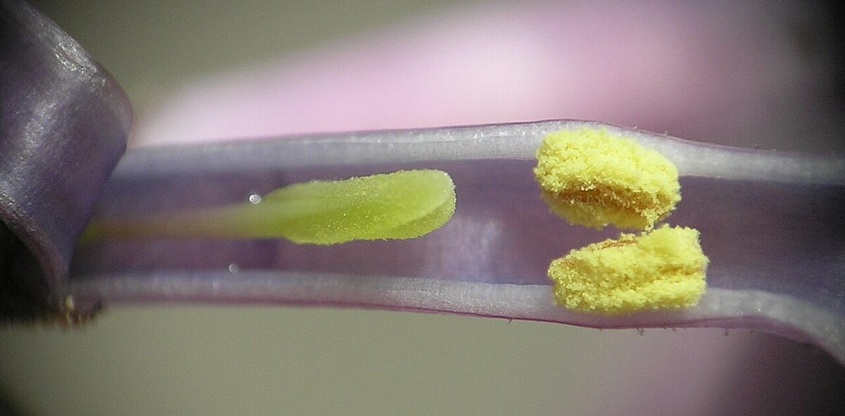 Lilas commun — Syringa vulgaris