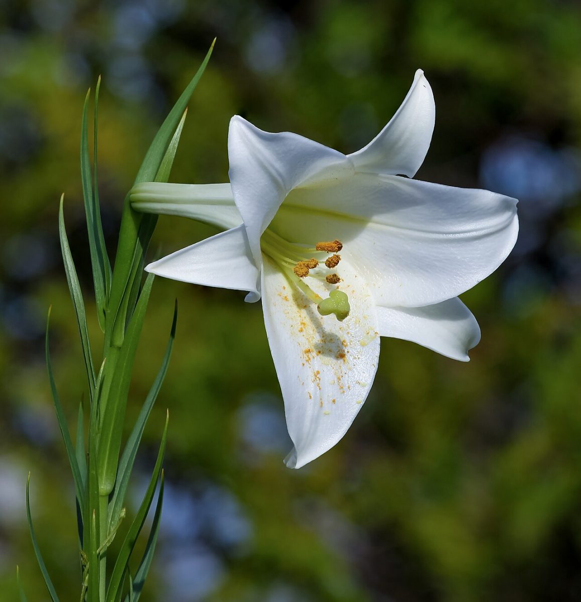 Lis — Lilium
