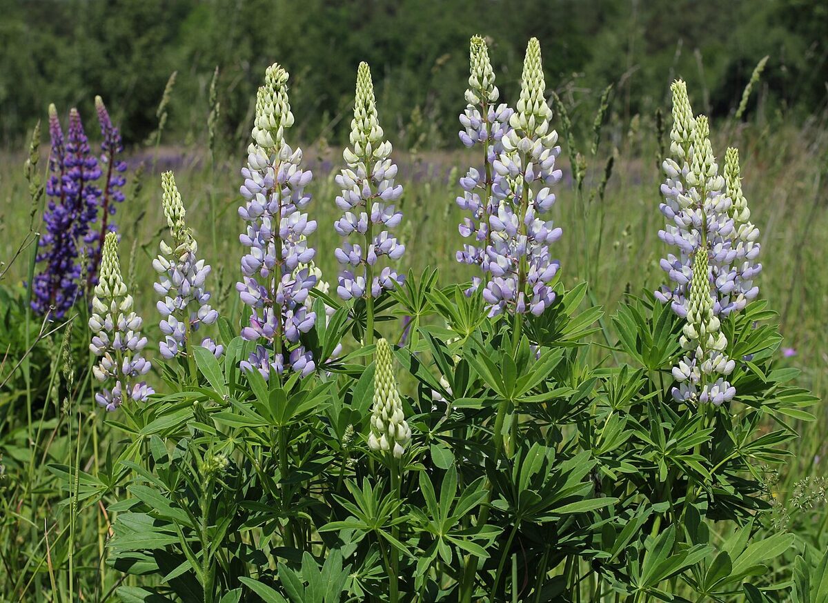 Lupin — Lupinus polyphyllus