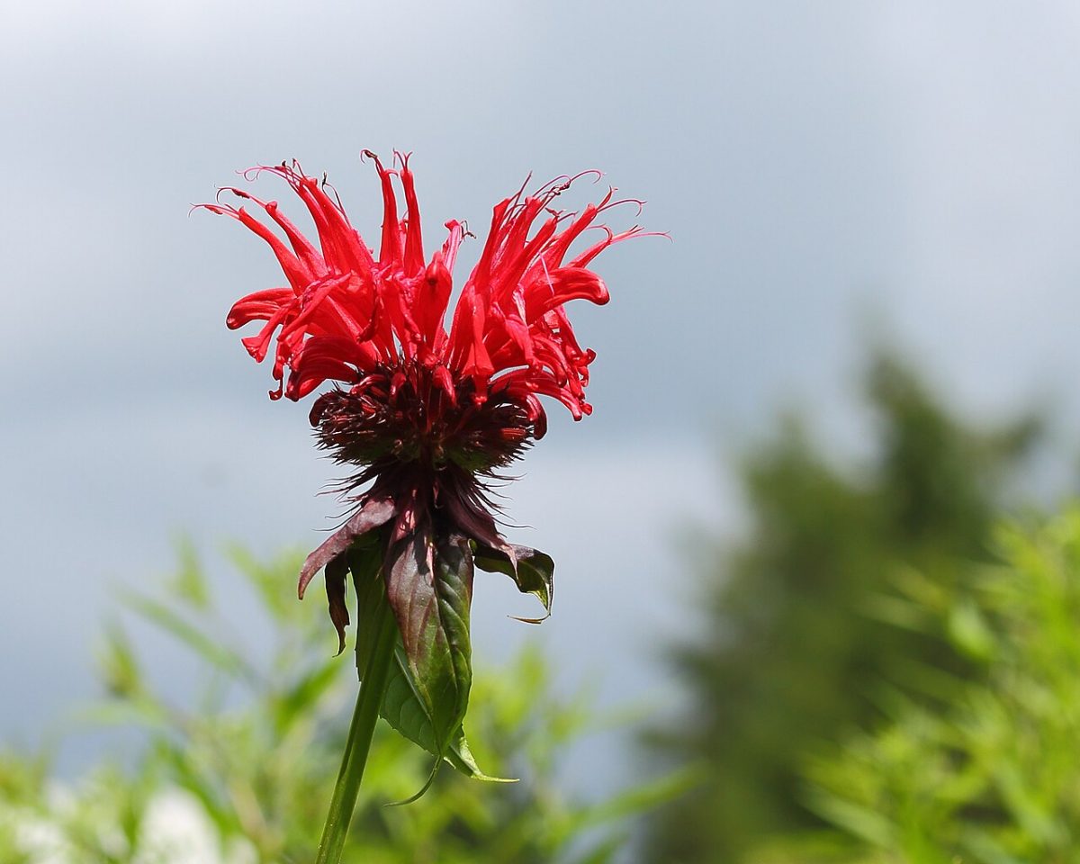 Monarde — Monarda